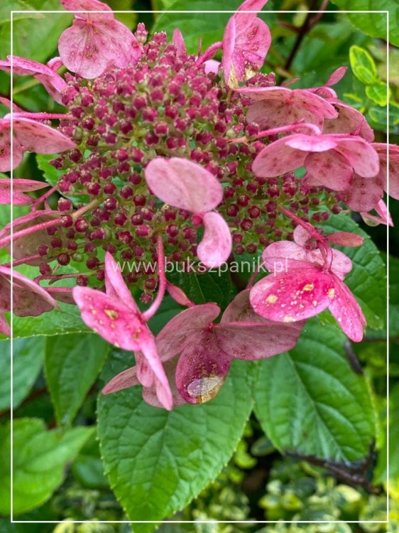 Hortensja bukietowa 'Bombshell' Hydrangea paniculata