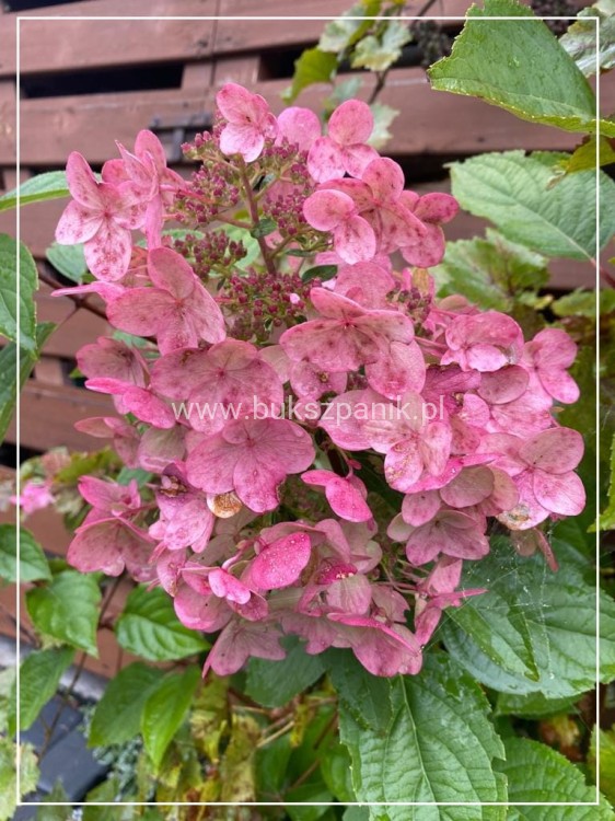 Hortensja bukietowa 'Bombshell' Hydrangea paniculata