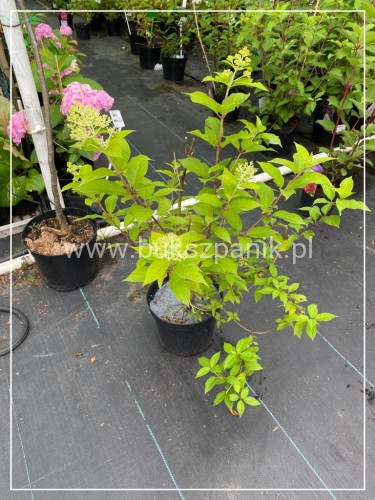 Hortensja Candelight -Hydrangea paniculata 'Candlelight'