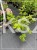 Hortensja Candelight -Hydrangea paniculata 'Candlelight'