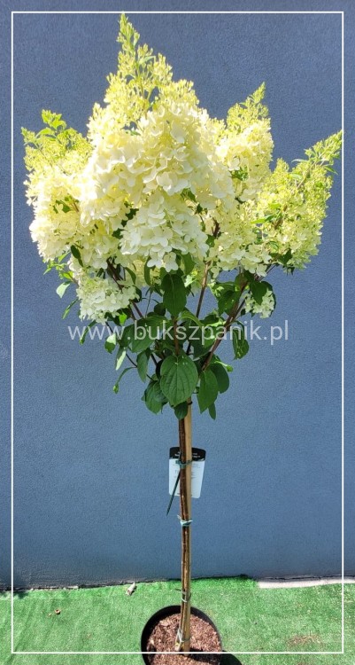 Hortensja bukietowa DIAMANTINO - Hydrangea paniculata