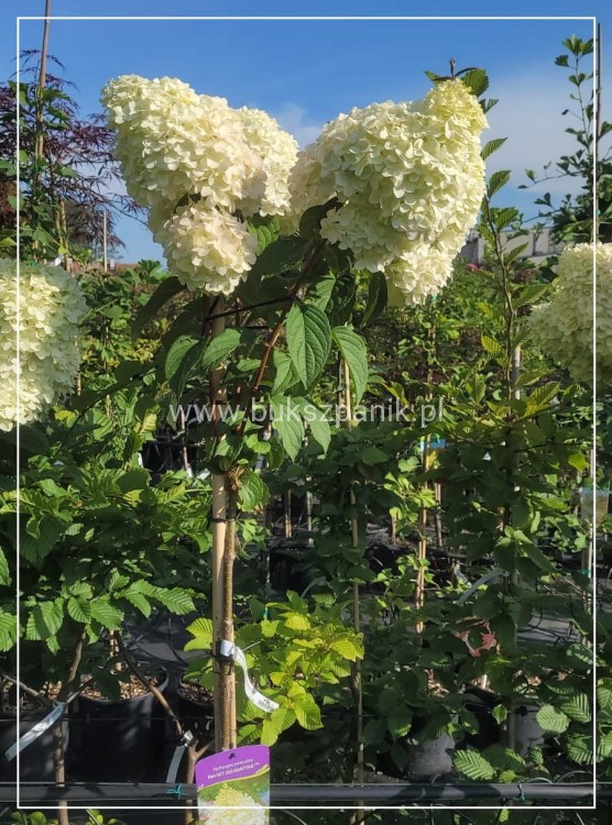 Hortensja bukietowa DIAMANTINO - Hydrangea paniculata