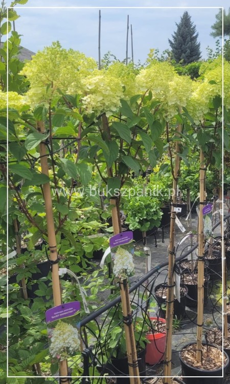 Hortensja bukietowa DIAMANTINO - Hydrangea paniculata