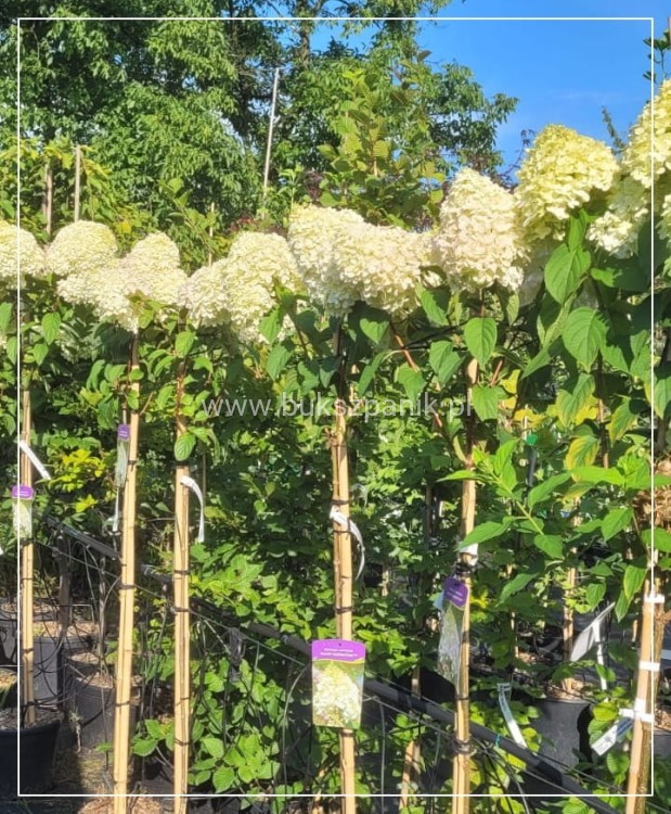 Hortensja bukietowa DIAMANTINO - Hydrangea paniculata