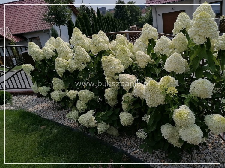 Hortensja bukietowa "LIMELIGHT"- Hydrangea paniculata C5l