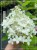 IHortensja bukietowa "LIMELIGHT"- Hydrangea paniculata C5l