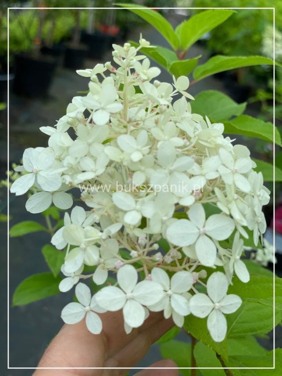 IHortensja bukietowa "LIMELIGHT"- Hydrangea paniculata C5l