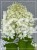 Hortensja bukietowa "LIMELIGHT"- Hydrangea paniculata C5l