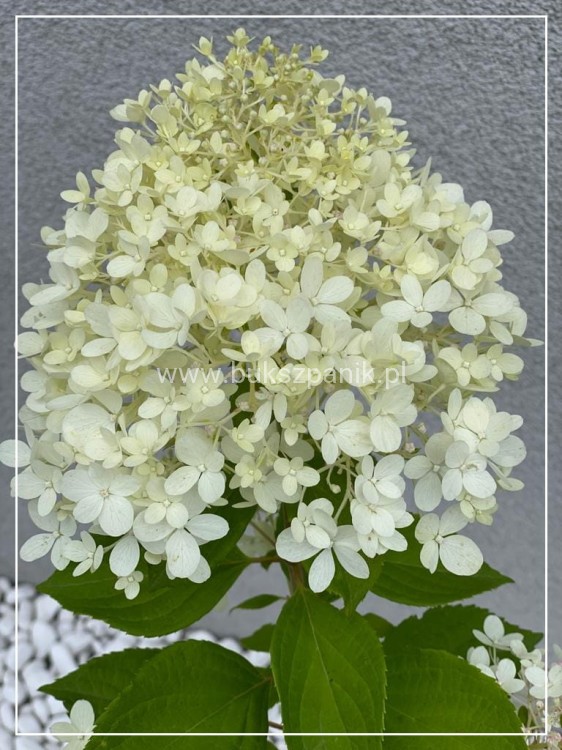 Hortensja bukietowa "LIMELIGHT"- Hydrangea paniculata C5l