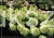 Hortensja bukietowa 'Magical Candle' Hydrangea paniculata