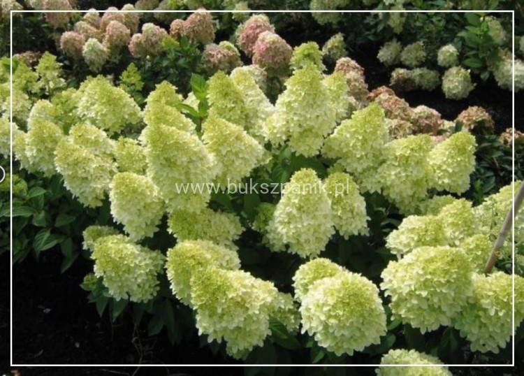 Hortensja bukietowa 'Magical Candle' Hydrangea paniculata