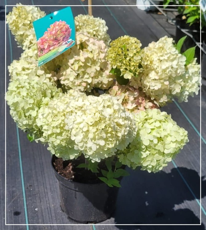 Hortensja bukietowa 'Petite Cherry'- Hydrangea paniculata C5