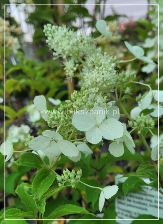 Hortensja bukietowa PINK LADY Hydrangea paniculata P9