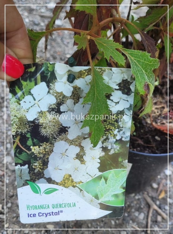 Hortensja dębolistna Ice Crystal - Hydrangea quercifolia