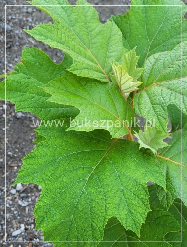 Hortensja dębolistna Snowflake - Hydrangea Quercifolia