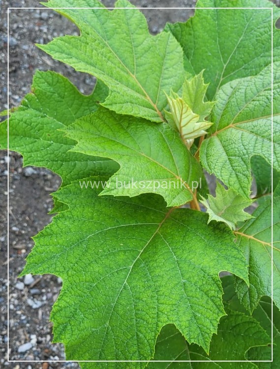 Hortensja dębolistna Snowflake - Hydrangea Quercifolia