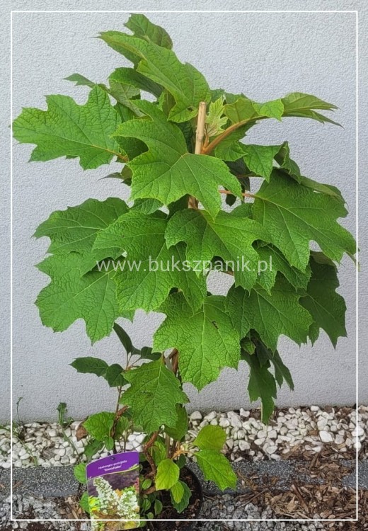 Hortensja dębolistna Snowflake - Hydrangea Quercifolia