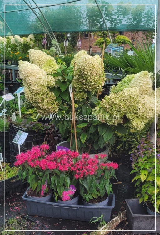 Hortensja bukietowa DIAMANTINO - Hydrangea paniculata