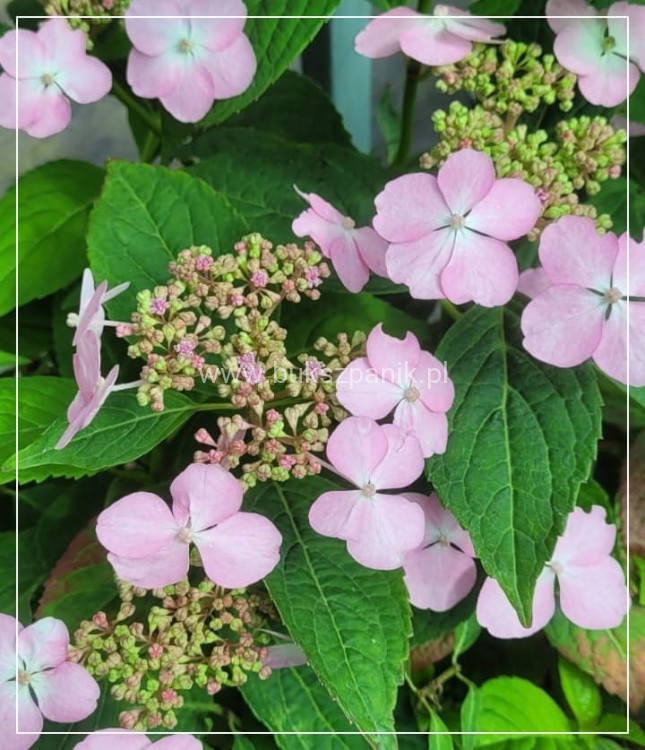 Hortensja piłkowana 'Bluebird' Hydrangea serrata