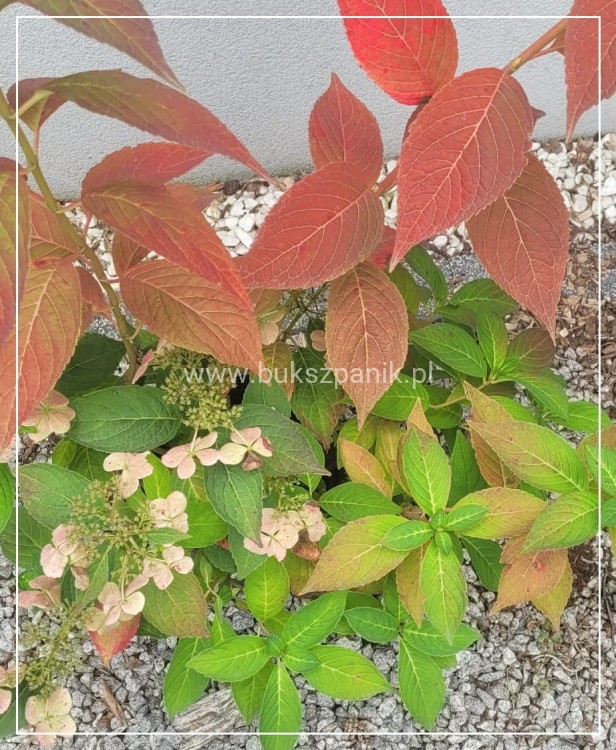 Hortensja piłkowana 'Bluebird' Hydrangea serrata