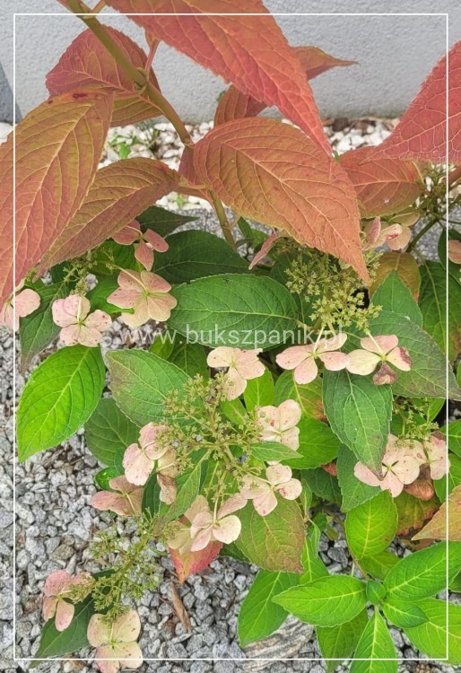 Hortensja piłkowana 'Bluebird' Hydrangea serrata