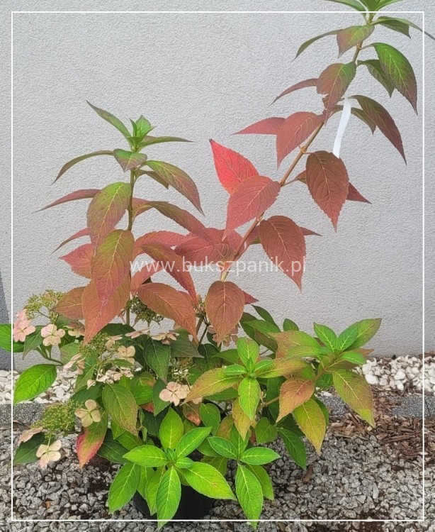Hortensja piłkowana 'Bluebird' Hydrangea serrata