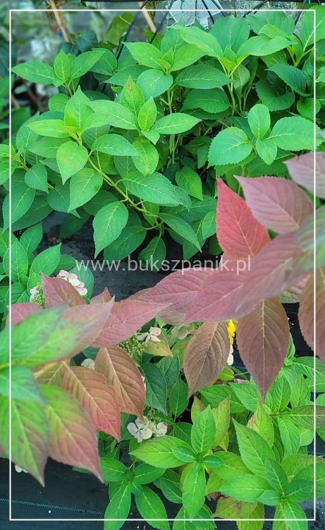 Hortensja piłkowana 'Bluebird' Hydrangea serrata