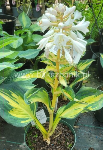 Hosta - Funkia Great Expectations