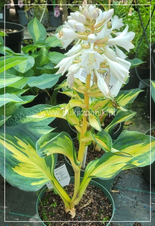 Hosta - Funkia Great Expectations