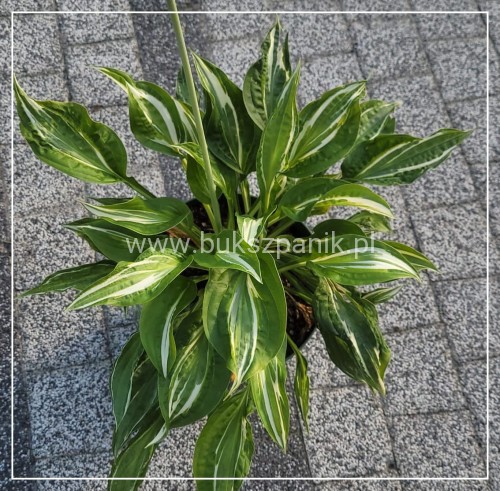 Hosta Snake Eyes- funkia