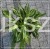 Hosta Snake Eyes- funkia