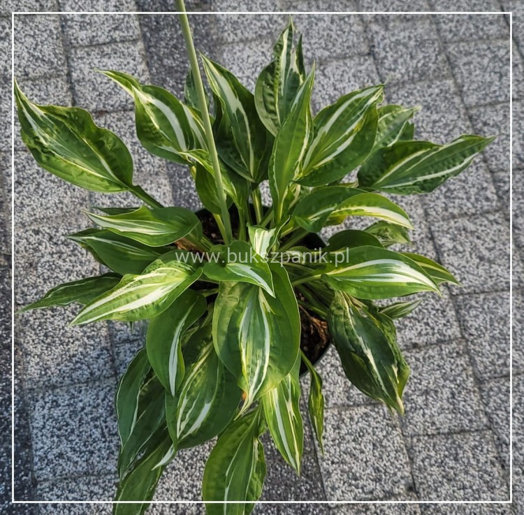 Hosta Snake Eyes- funkia