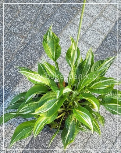 Hosta Snake Eyes - funkia