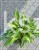 Hosta Snake Eyes - funkia