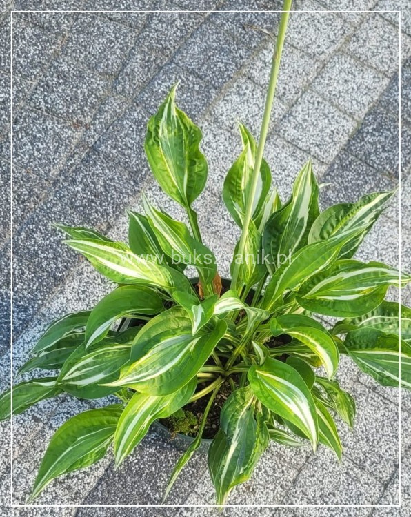 Hosta Snake Eyes - funkia
