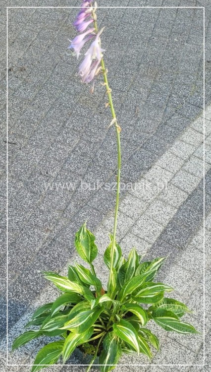 Hosta Snake Eyes - funkia