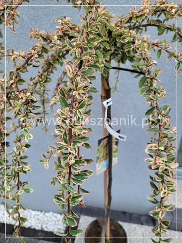 Irga szwedzka JULIETTE - Cotoneaster ×suecicus PA60cm, C6l