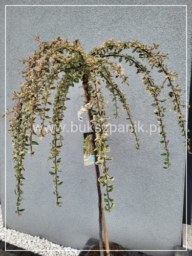 Irga szwedzka JULIETTE - Cotoneaster ×suecicus PA60cm, C6l