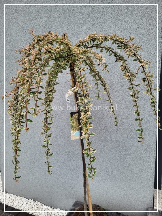 Irga szwedzka JULIETTE - Cotoneaster ×suecicus PA60cm, C6l