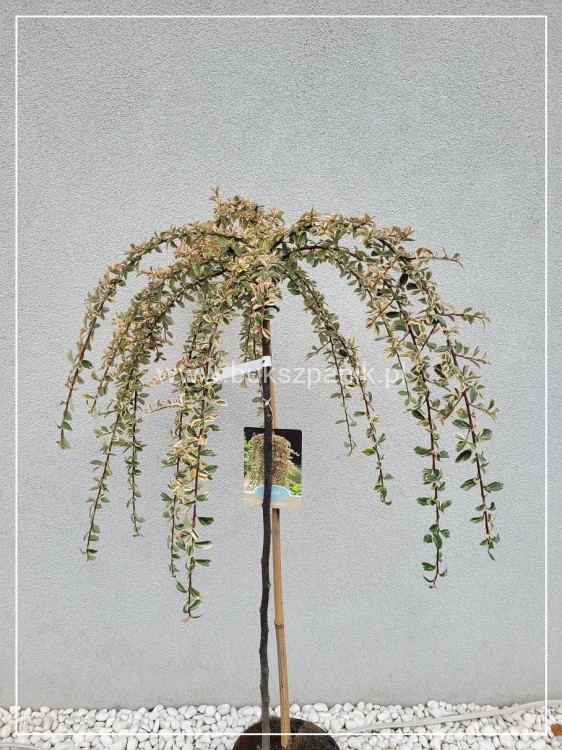 Irga szwedzka JULIETTE - Cotoneaster ×suecicus PA60cm, C6l