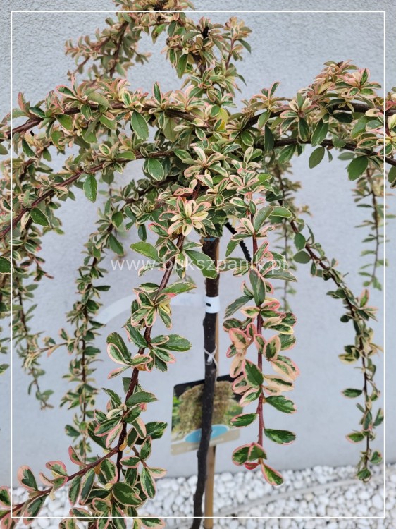 Irga szwedzka JULIETTE - Cotoneaster ×suecicus PA60cm, C6l