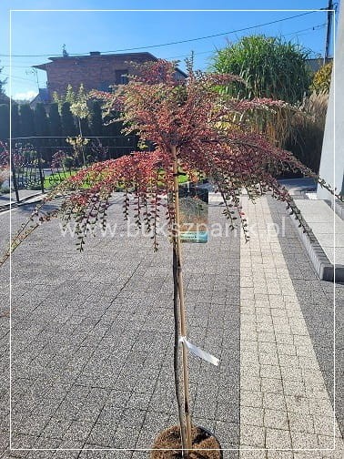Irga purpurowa VARIEGATUS PA80cm,