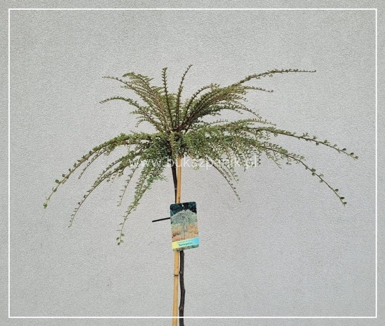 Irga purpurowa VARIEGATUS PA80cm,