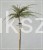 Irga purpurowa VARIEGATUS PA80cm,