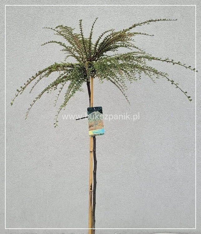 Irga purpurowa VARIEGATUS PA80cm,