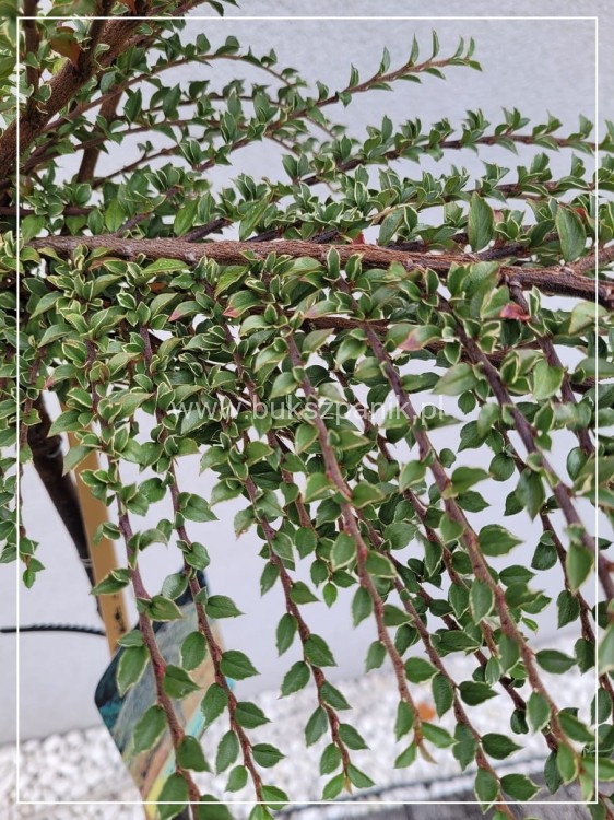 Irga purpurowa VARIEGATUS PA80cm,