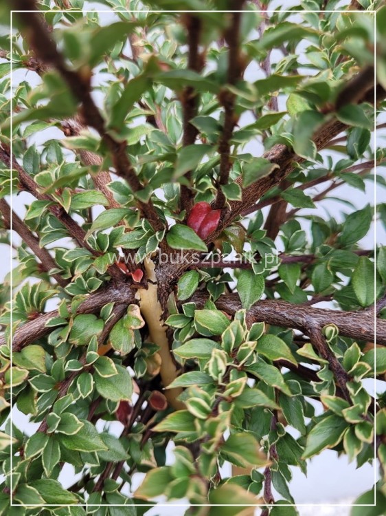 Irga purpurowa VARIEGATUS PA80cm,