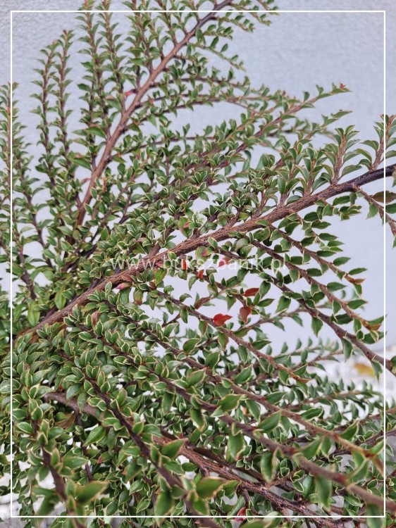 Irga purpurowa VARIEGATUS PA80cm,
