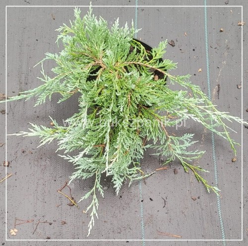 Jałowiec płożący GLACIER - juniperus horizontalis