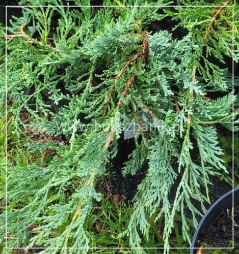 Jałowiec płożący GLACIER - juniperus horizontalis